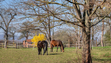 Two horses in a paddock